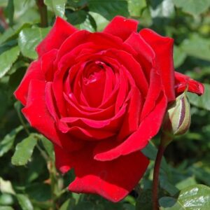 In loving memory rose